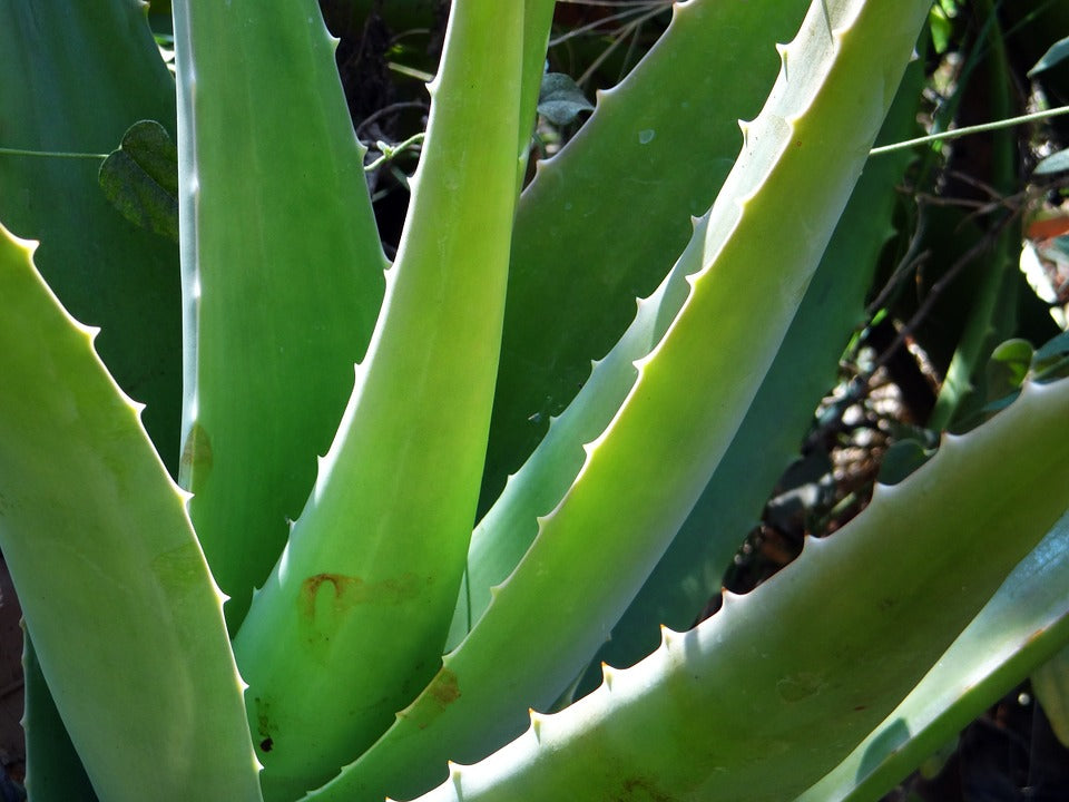 Aloe Vera...Freschissima!!!!