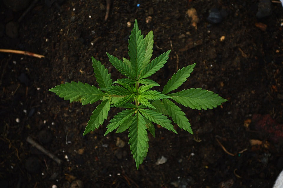 Cannabis sativa...semplicemente canapa!!!