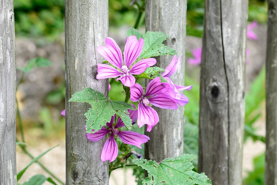 CONOSCI LA MALVA???