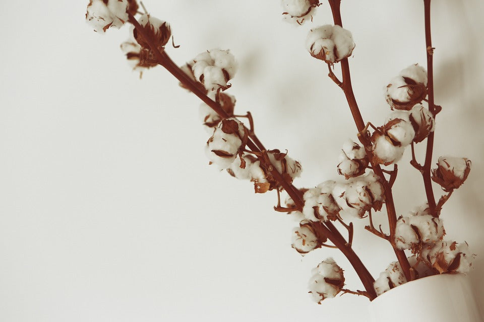 COTONE BIO, BIOLOGICO, ORGANIC COTTON, COTONE ORGANICO!!!!