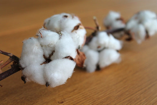 LE FIBRE NATURALI: IL COTONE BIOLOGICO