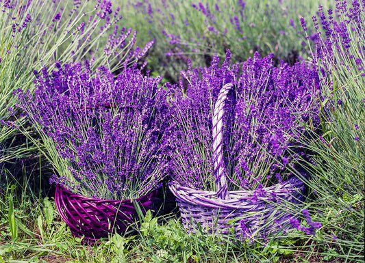 LO SAPEVI CHE…OLIO ESSENZIALE DI LAVANDA!!!!