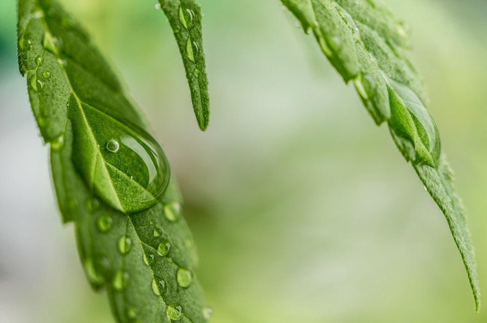 Antizanzare ma…non solo: morchia di olio di Cannabis Sativa ...